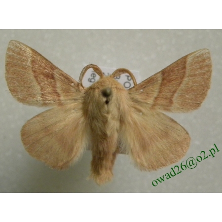 Malacosoma neustria (Linnaeus, 1758) male